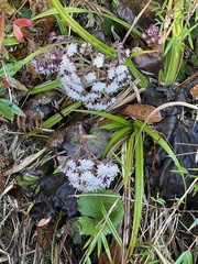 Petasites formosanus