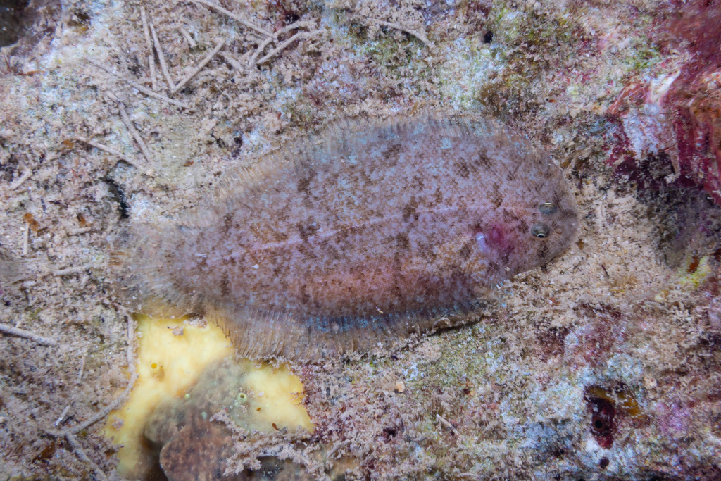 Aseraggodes magnoculus