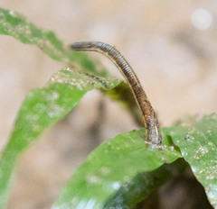 Haemadipsa zeylanica