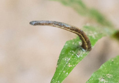 Haemadipsa zeylanica