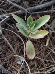 Bupleurum fruticosum