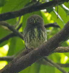 Glaucidium castanotum