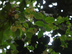 Styrax