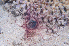 Anthozoa
