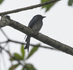 Dicrurus caerulescens