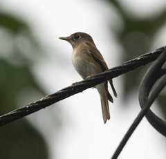 Muscicapa muttui