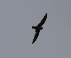 Aerodramus unicolor