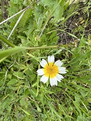 Layia platyglossa