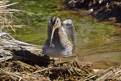 Gallinago gallinago