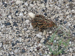 Anaxyrus americanus copei