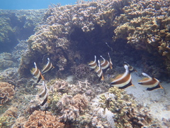 Heniochus chrysostomus