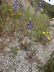 Lupinus sparsiflorus