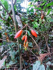 Thunbergia mysorensis