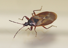 Gastrodes abietum