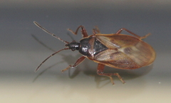 Gastrodes abietum