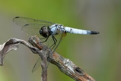 Aethriamanta gracilis