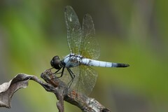 Aethriamanta gracilis