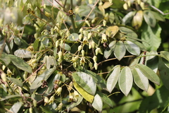 Lardizabalaceae