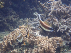 Heniochus chrysostomus
