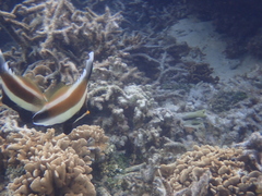 Heniochus chrysostomus