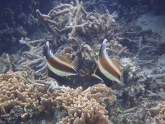 Heniochus chrysostomus