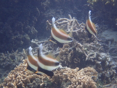Heniochus chrysostomus