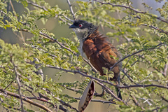 Centropus superciliosus