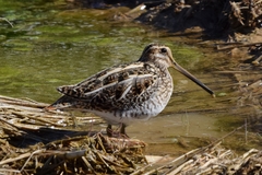 Gallinago gallinago