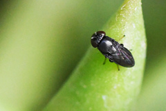 Discomyza