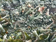 Cladonia digitata