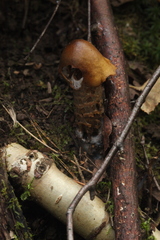 Cortinarius trivialis