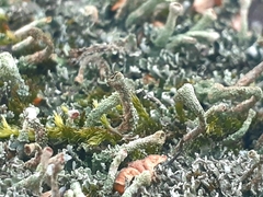 Cladonia digitata