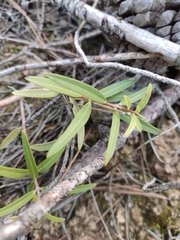 Phillyrea angustifolia