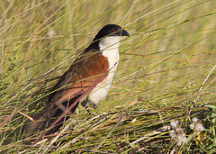 Centropus cupreicaudus