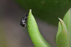 Discomyza
