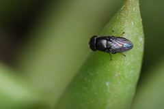 Discomyza