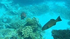 Plectropomus leopardus