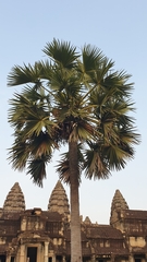 Borassus flabellifer