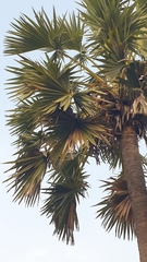 Borassus flabellifer