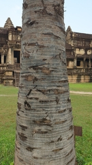 Borassus flabellifer