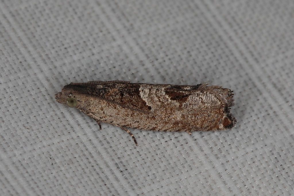 Cosmetra