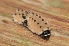 Pompelon marginata