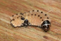 Pompelon marginata