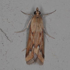 Achyra coelatalis