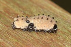 Pompelon marginata
