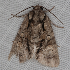 Acronicta transvalica