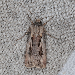 Agrotis spinifera