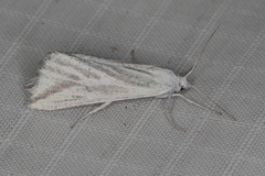 Argyrophora variabilis