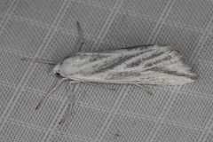 Argyrophora variabilis