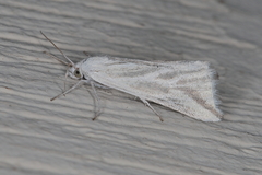 Argyrophora variabilis